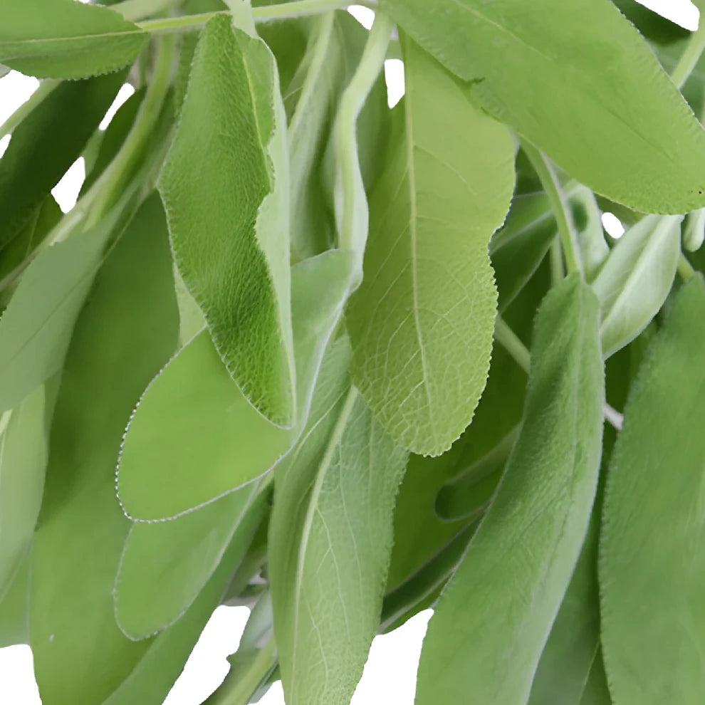 Sage Herbs - alternative 1