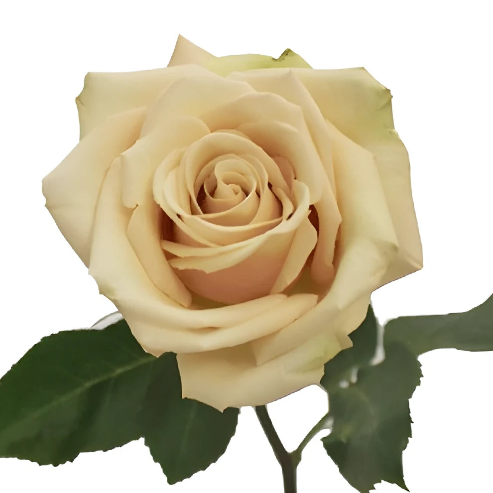 Sahara Roses Standard - main