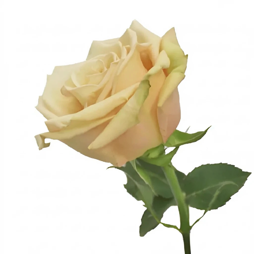Sahara Roses Standard - alternative 1