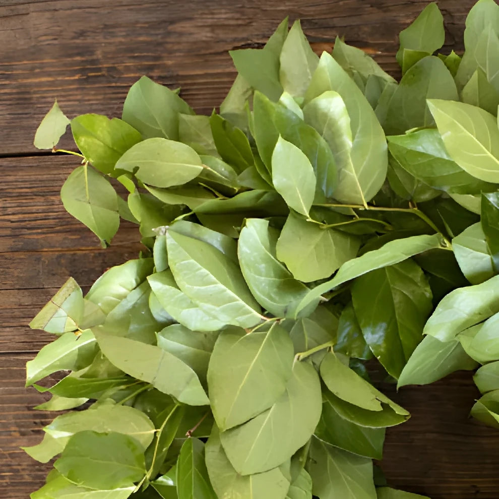 Wreath Salal Greenery - main