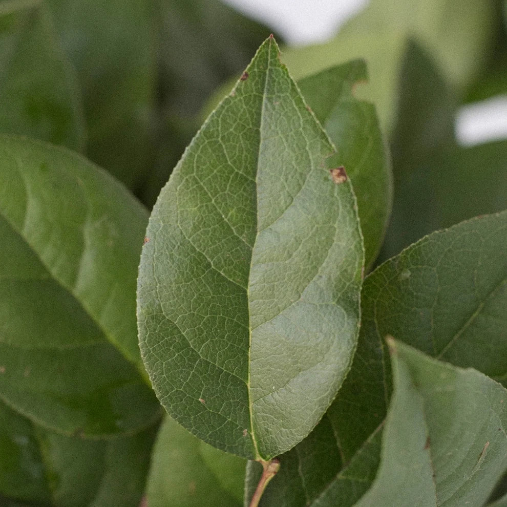 Salal Greenery - alternative 2