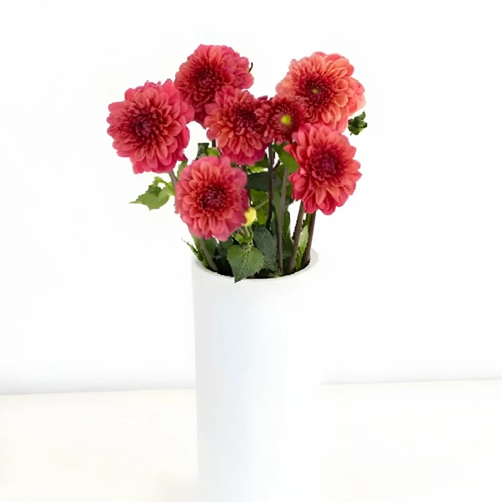 Salmon Dahlias - alternative 2