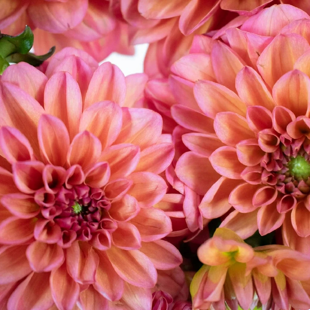 Salmon Dahlias - main