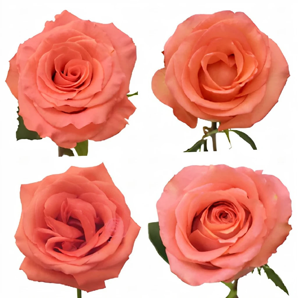 Marlyse Roses Standard - main