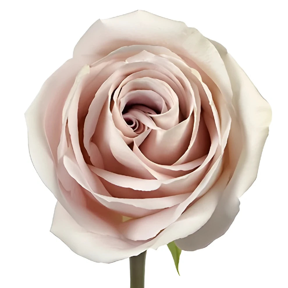 Sandy Roses Standard - alternative 3
