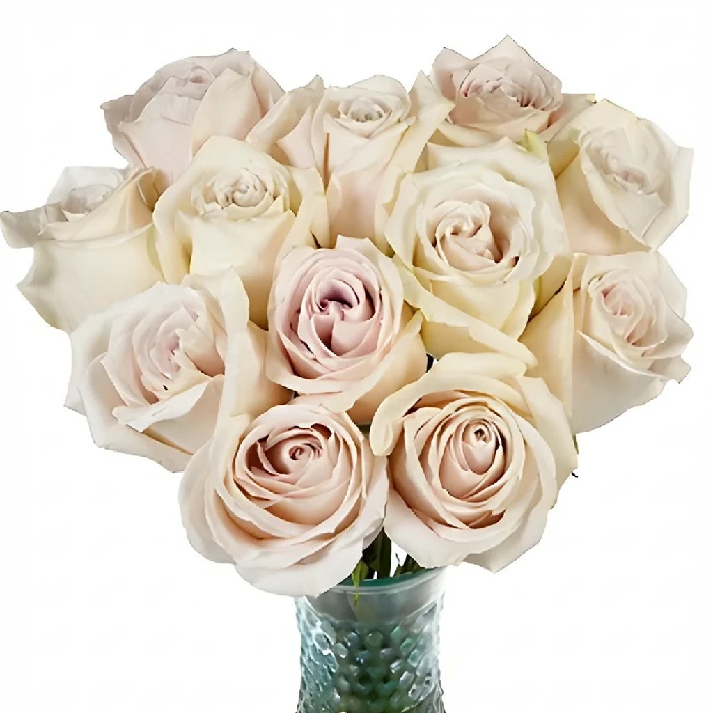 Sandy Roses Standard - alternative 2