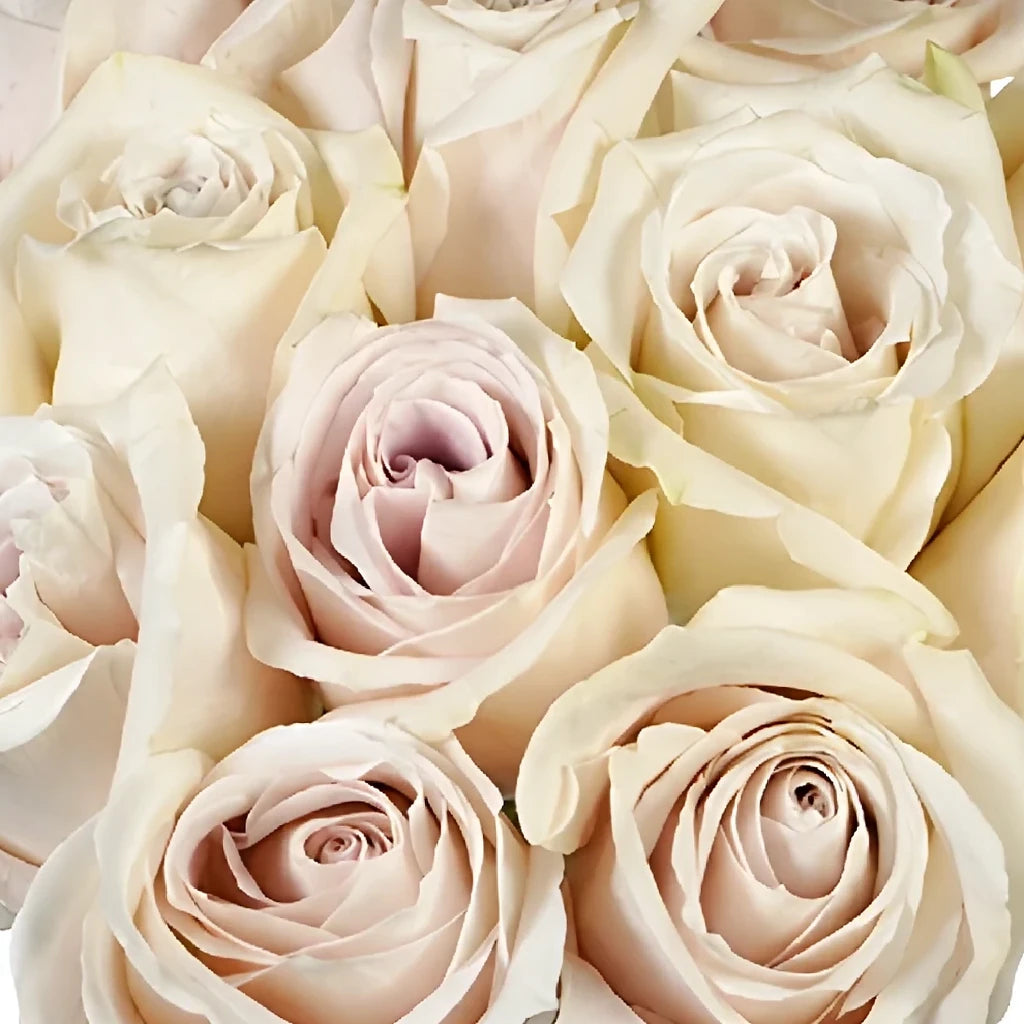 Sandy Roses Standard - main