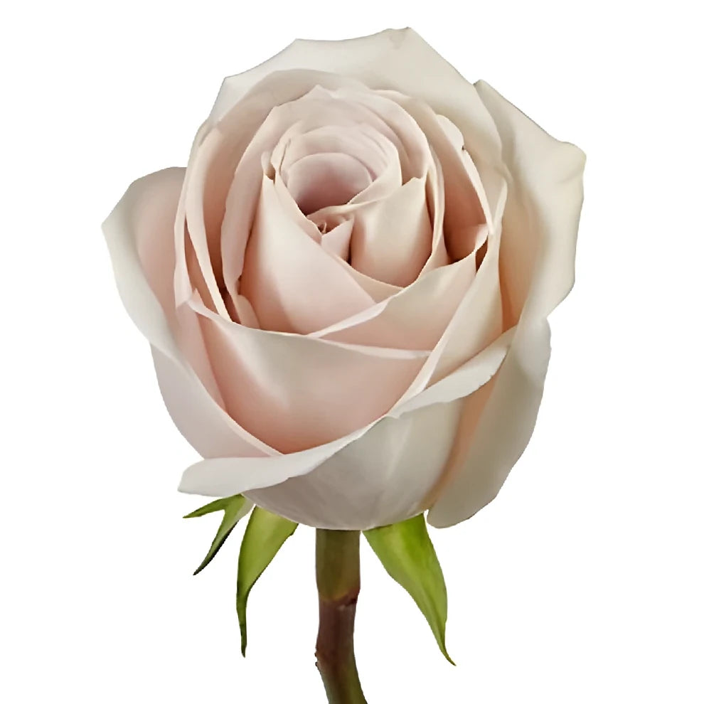 Sandy Roses Standard - alternative 1