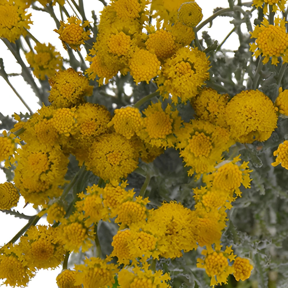 Santolina Greenery - alternative 1