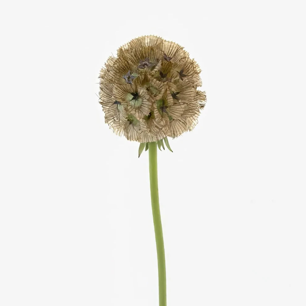 Scabiosa Pods Pods - main