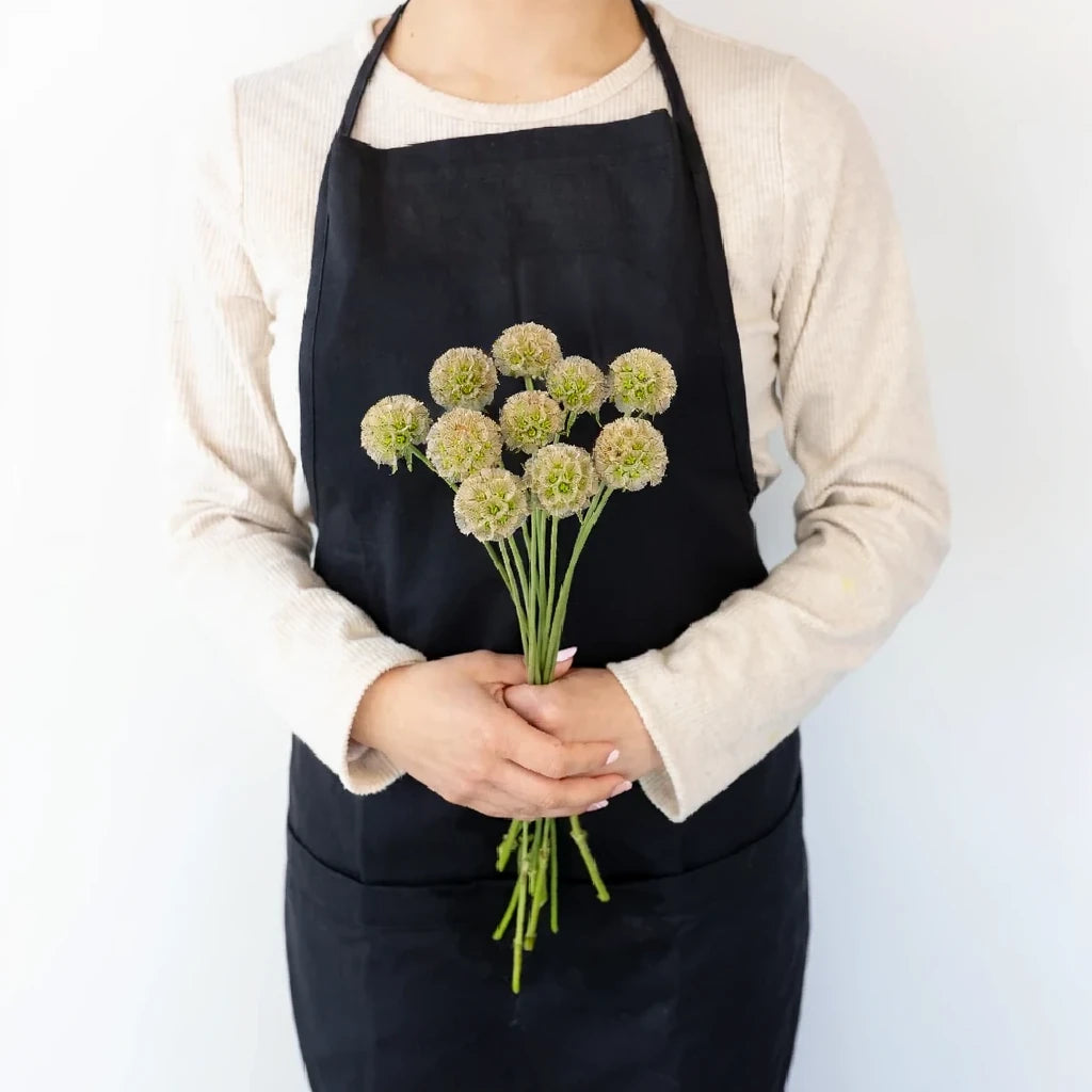 Scabiosa Pods Pods - alternative 3