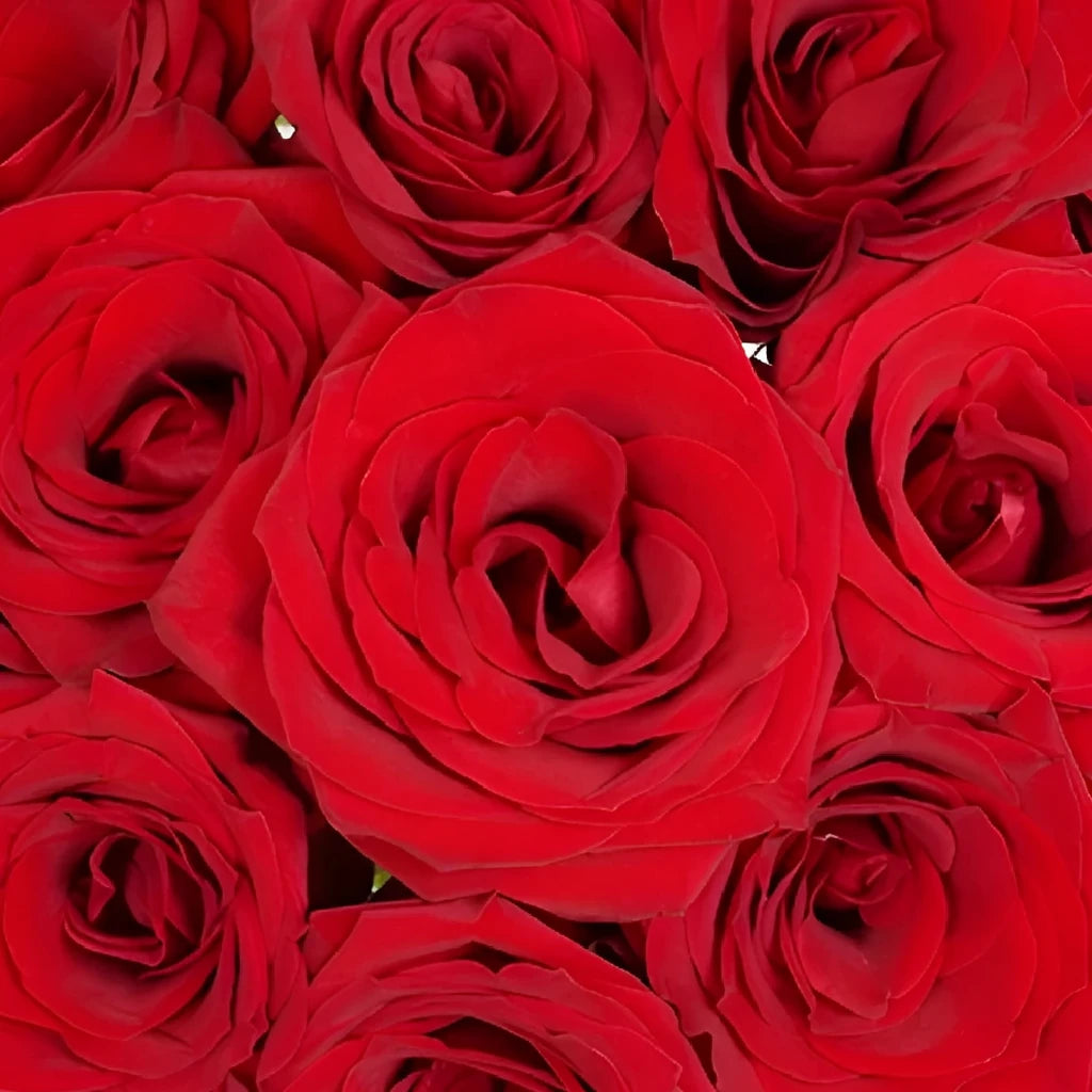 Scarlatta Roses Standard - alternative 1