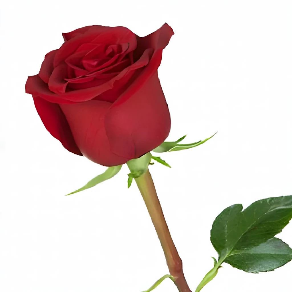 Scarlatta Roses Standard - alternative 2
