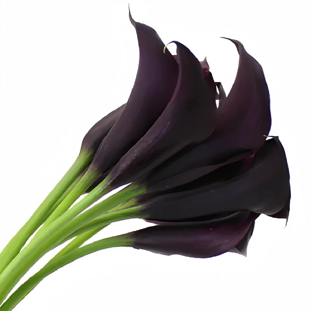 Dark Schwarzwalder Calla Lily Mini - main