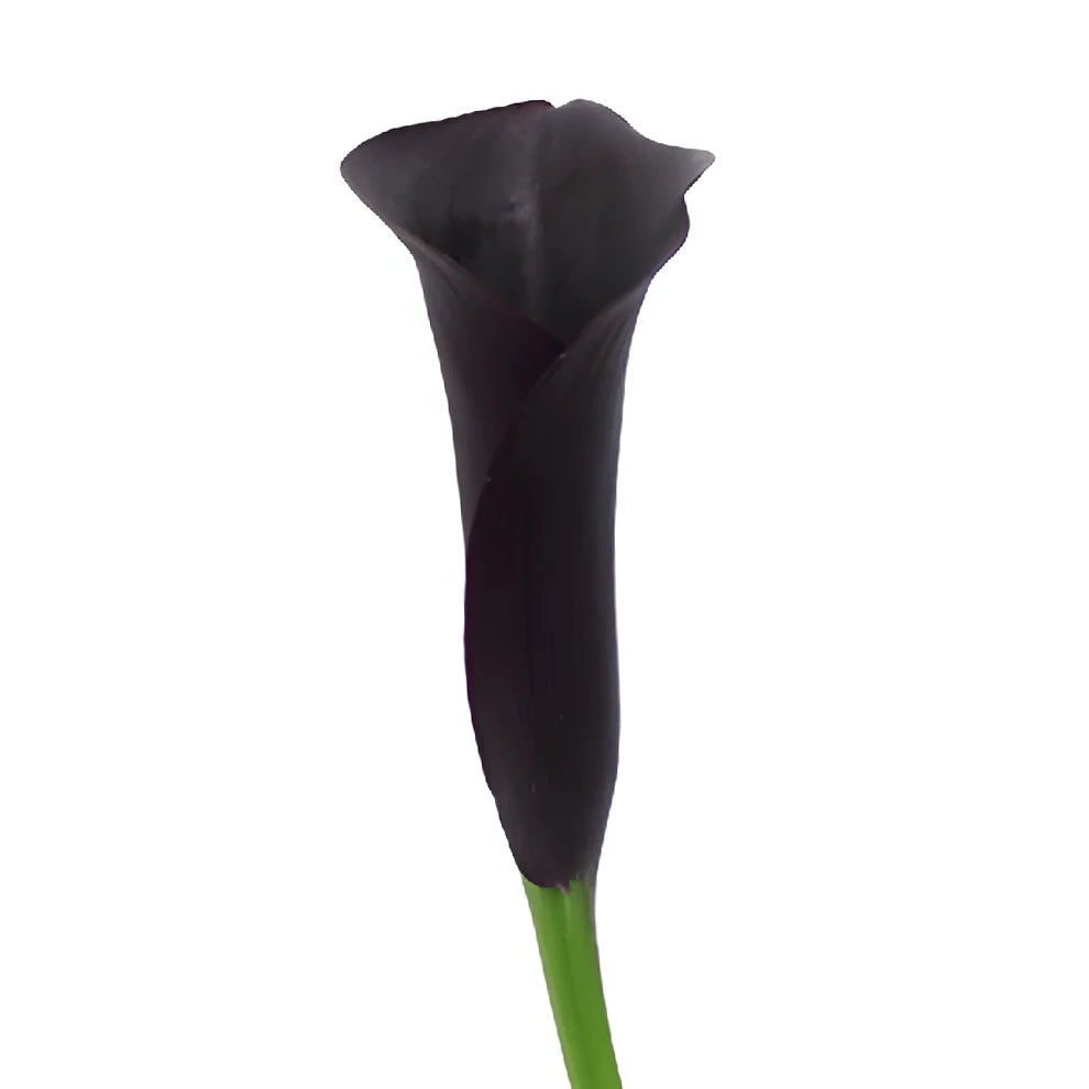 Dark Schwarzwalder Calla Lily Mini - alternative 2