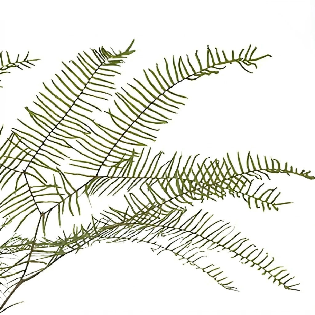 Sea Star Fern Greenery - alternative 1
