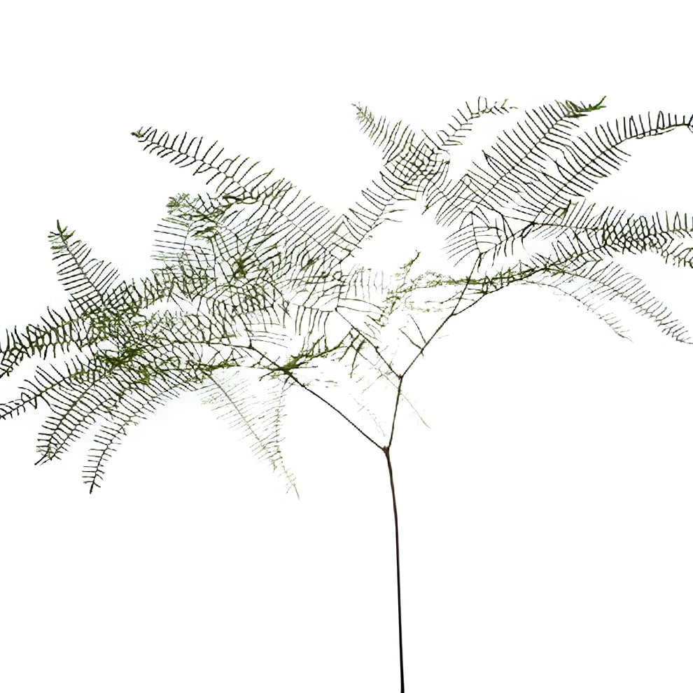 Sea Star Fern Greenery - alternative 3