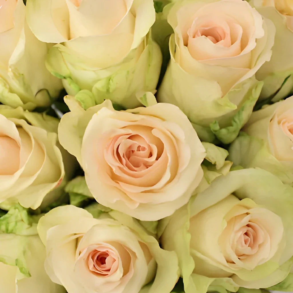 Senorita Roses Standard - alternative 3