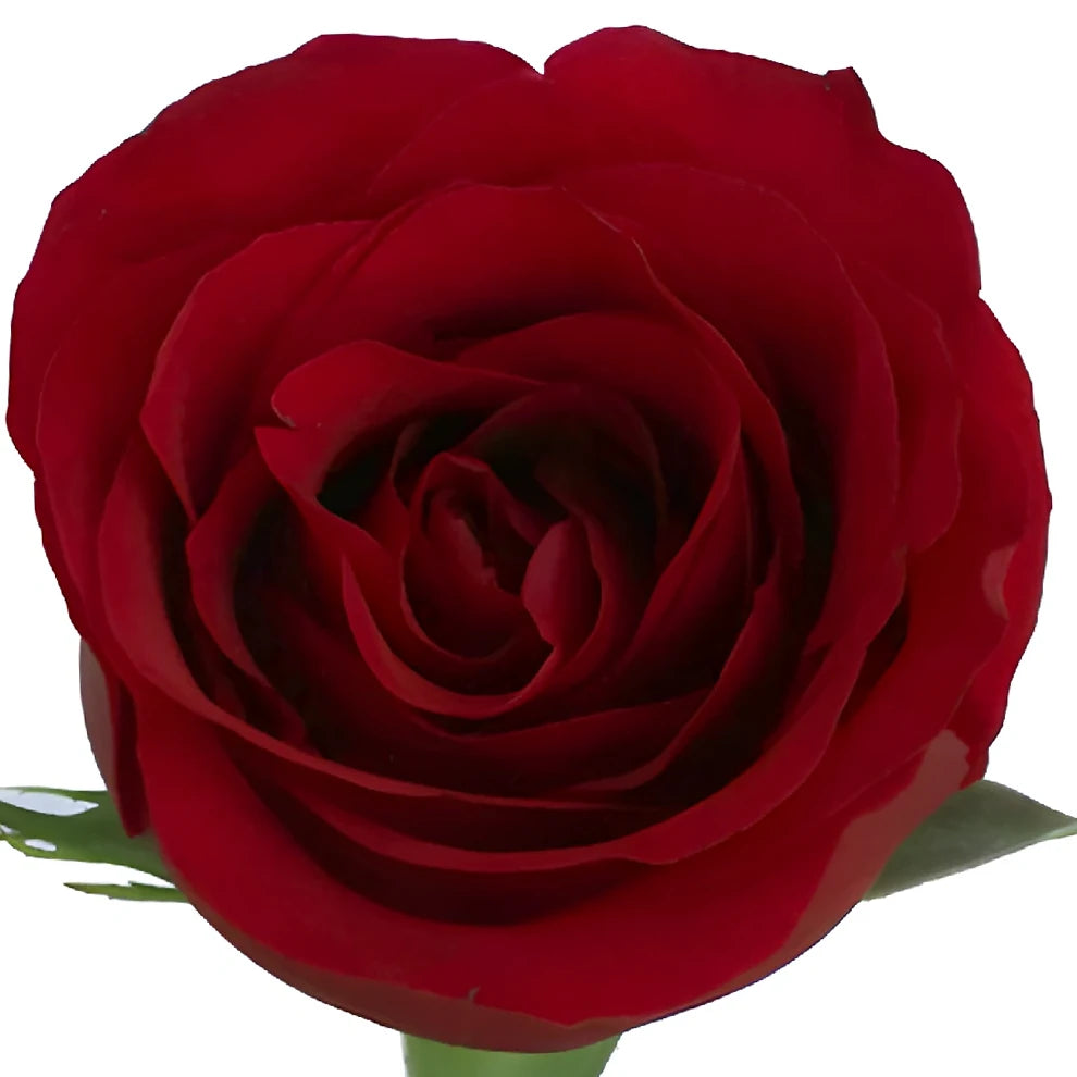 Sexy Red Roses Standard - alternative 2