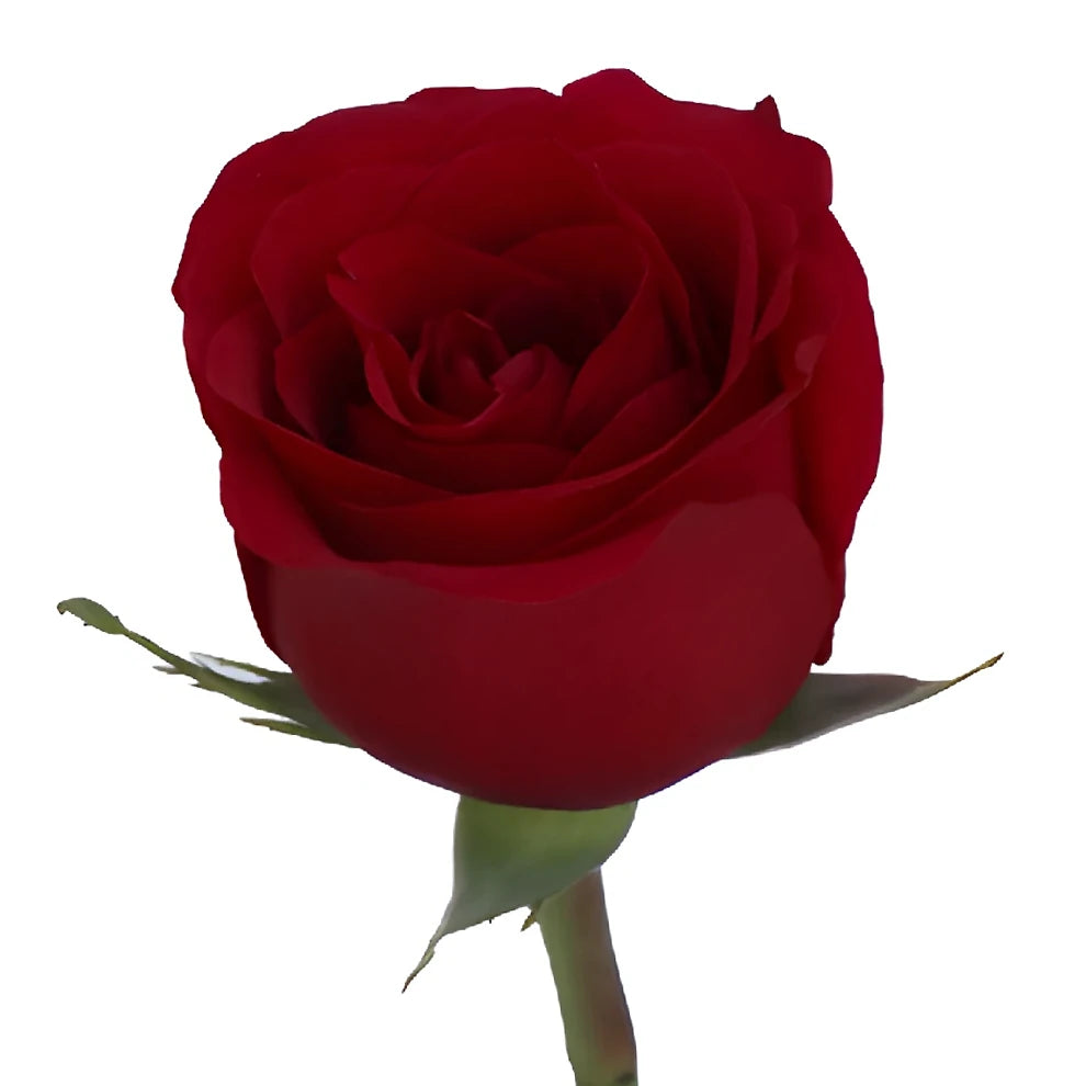 Sexy Red Roses Standard - alternative 3
