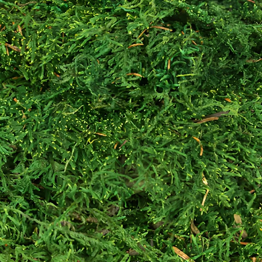 Sheet Moss Greenery - alternative 1