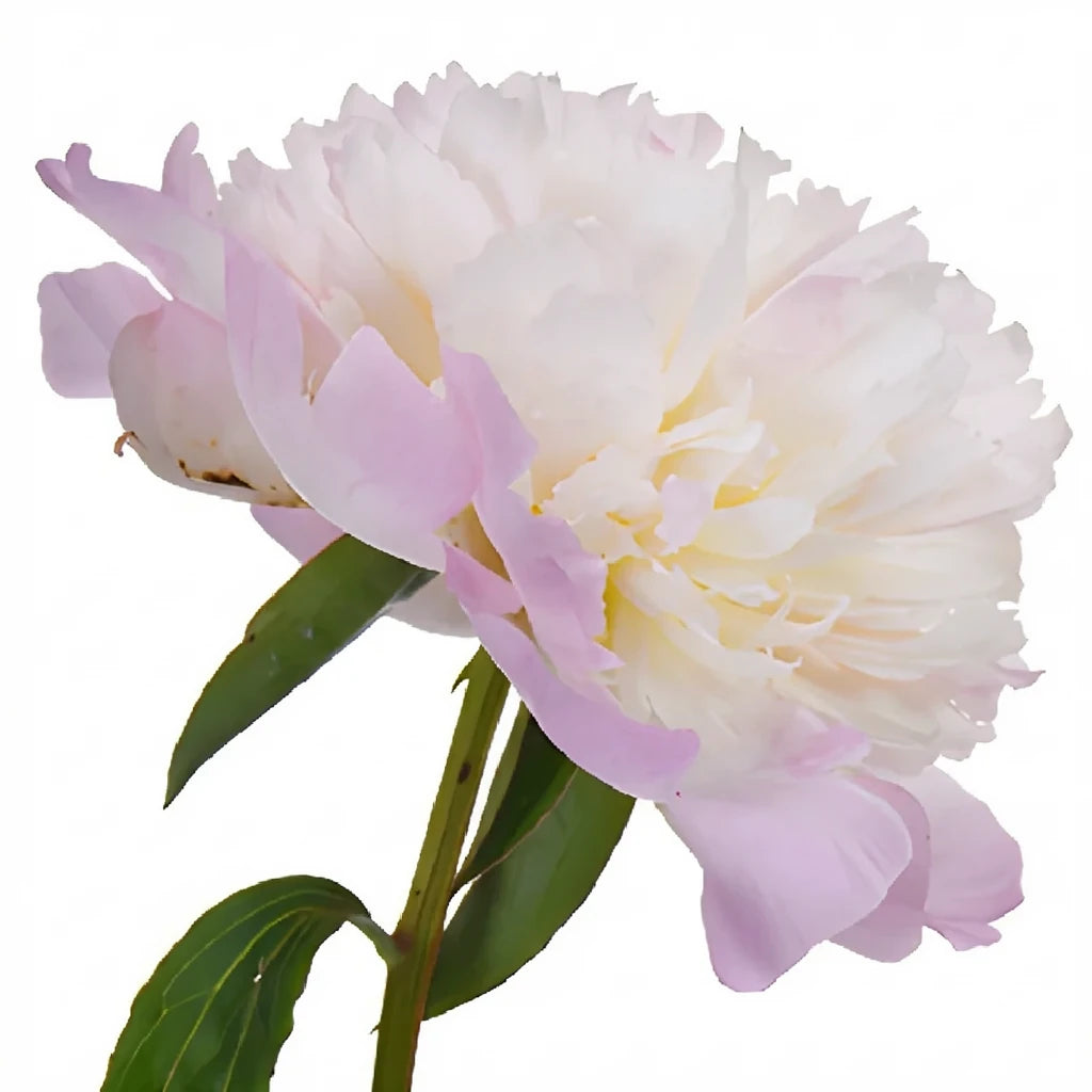 Shirley Temple Peonies - alternative 3