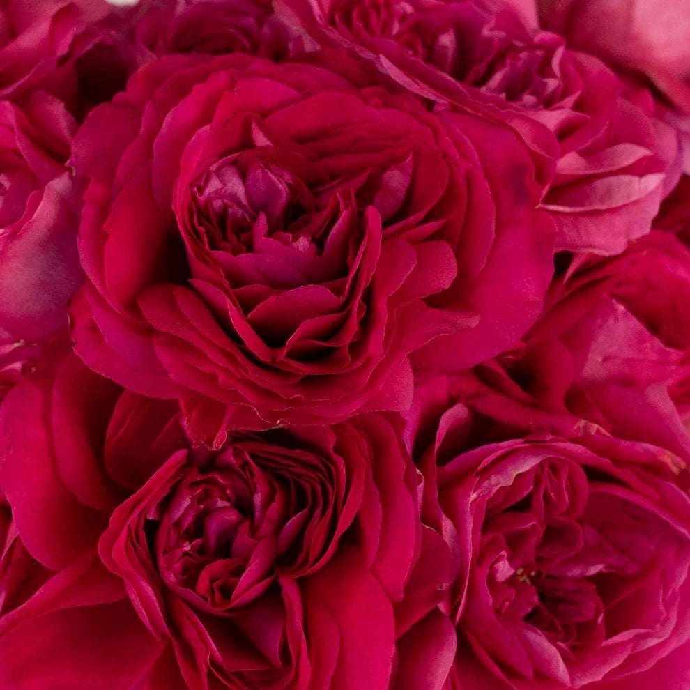 Capability Rose David Austin - main