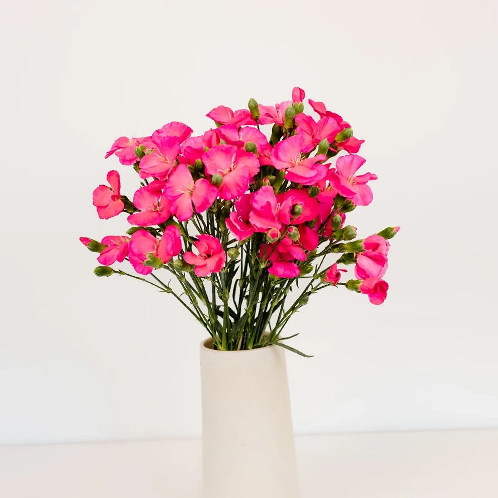 Solomio Pink Hot Dianthus - alternative 2