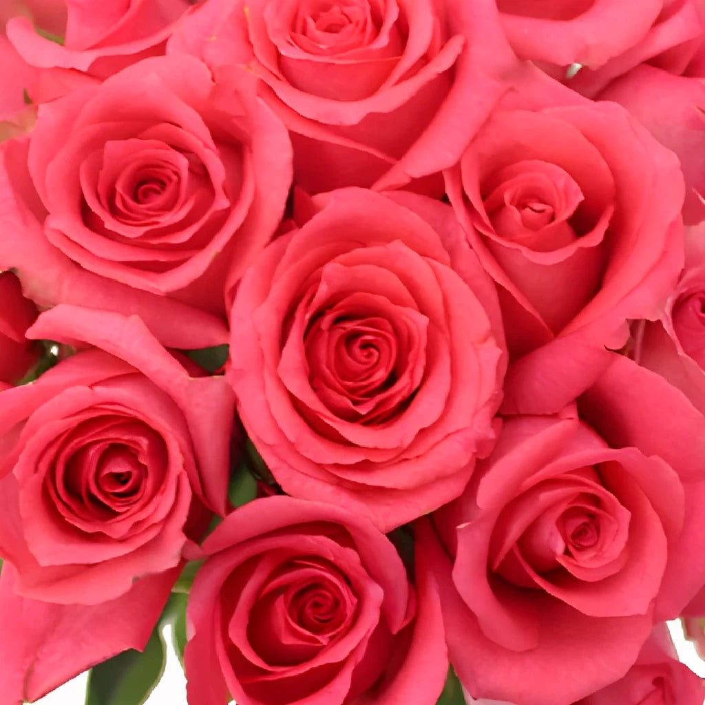 Shocking Versilia Roses Standard - alternative 1