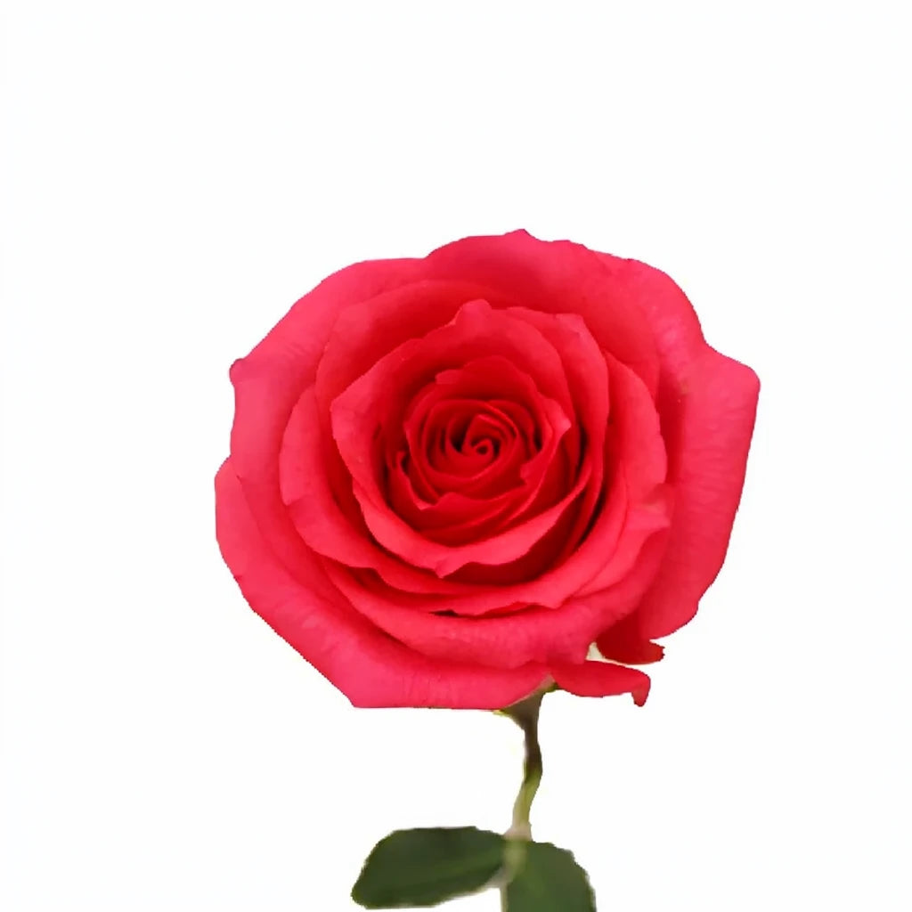 Shocking Versilia Roses Standard - alternative 2