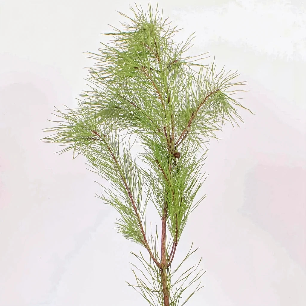 White Pine Tips Greenery - alternative 2