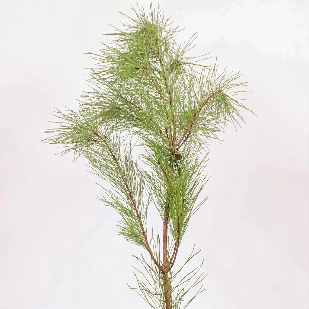 Florida Pine Greenery - alternative 4