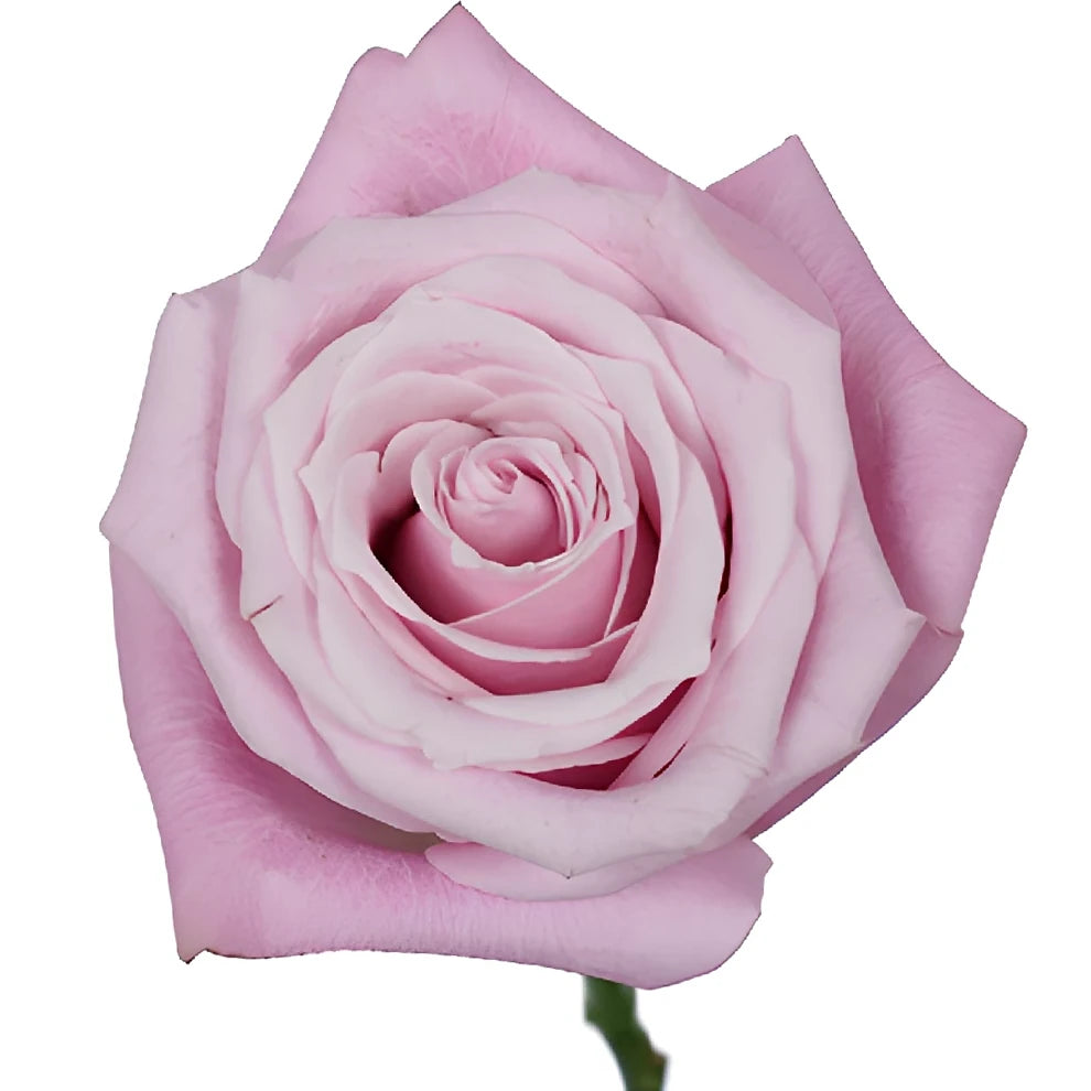 Shy Roses Standard - alternative 2