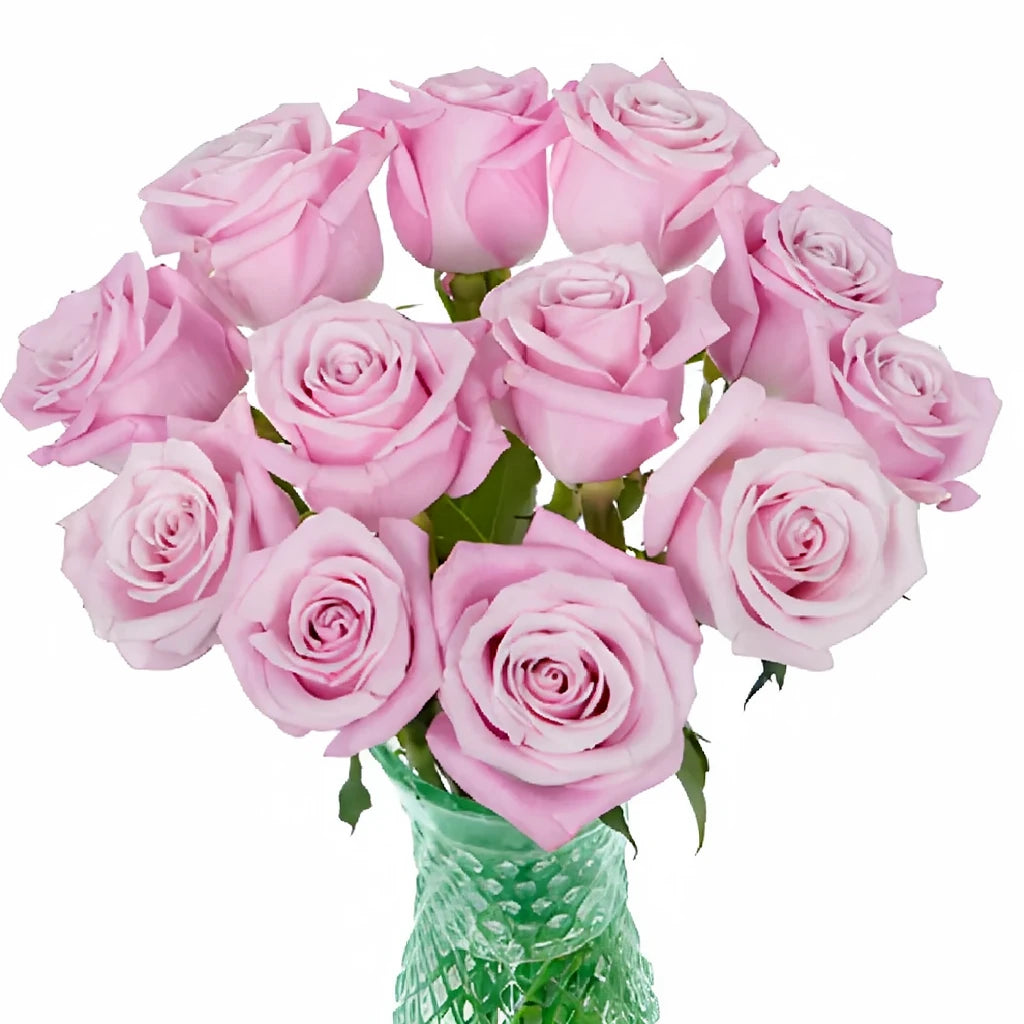 Shy Roses Standard - alternative 1