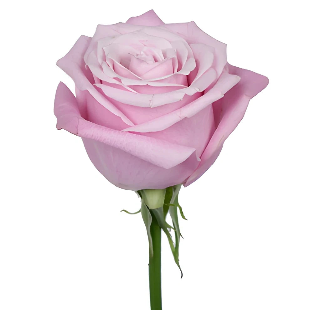 Shy Roses Standard - alternative 3