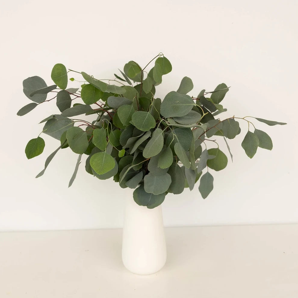 Eucalyptus Silver Dollar Greenery - alternative 2