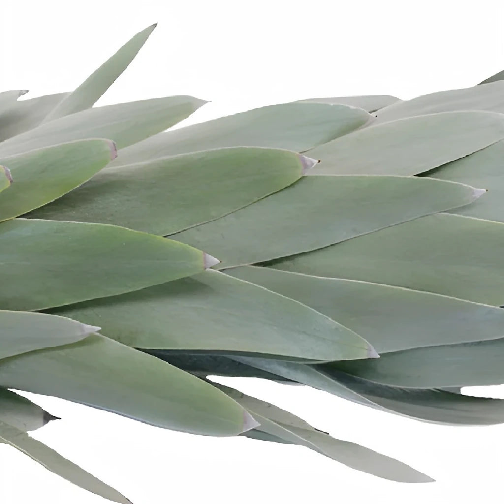 Silver Tree Leucadendron Tropicals - alternative 1