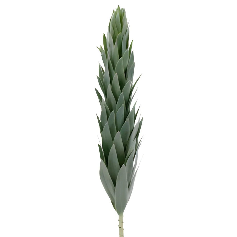 Silver Tree Leucadendron Tropicals - main