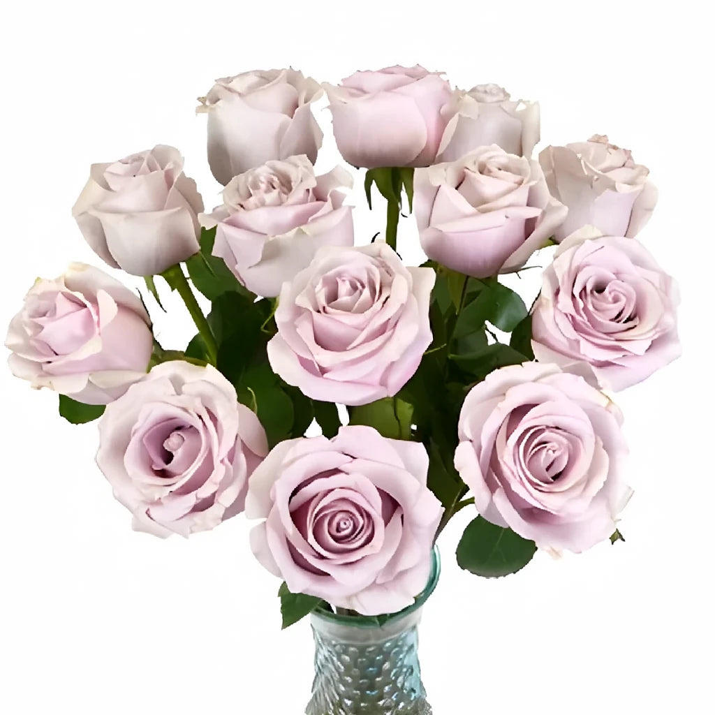 Silvery Light Roses Standard - main