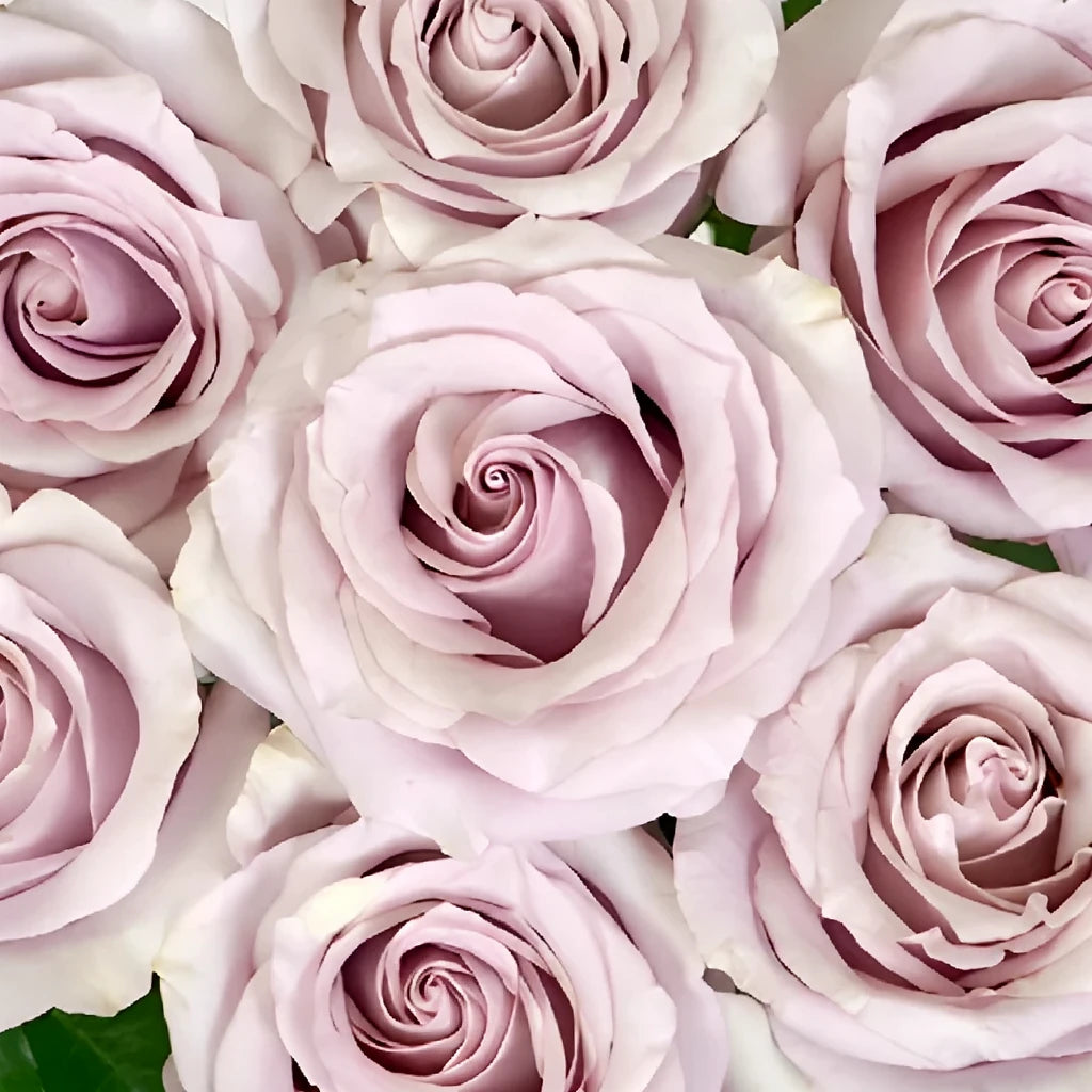 Silvery Light Roses Standard - alternative 2