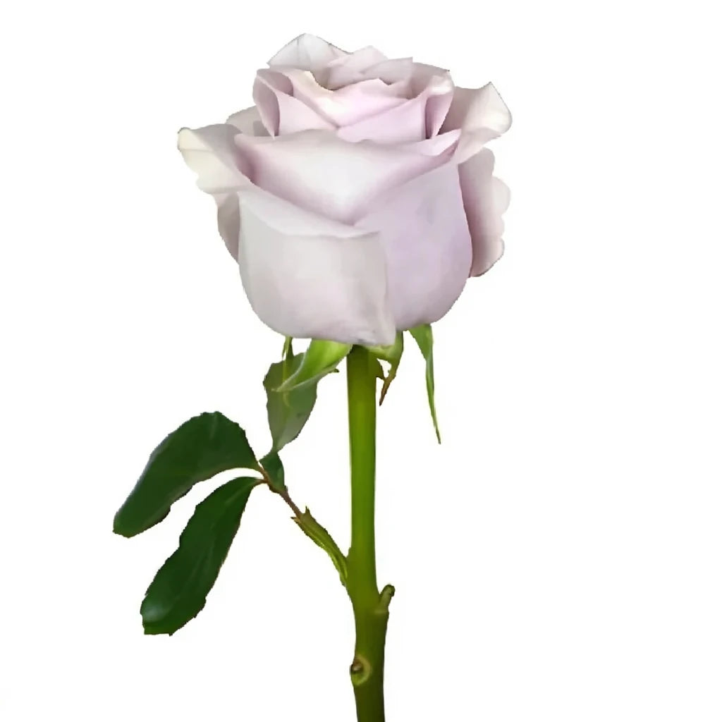 Silvery Light Roses Standard - alternative 1