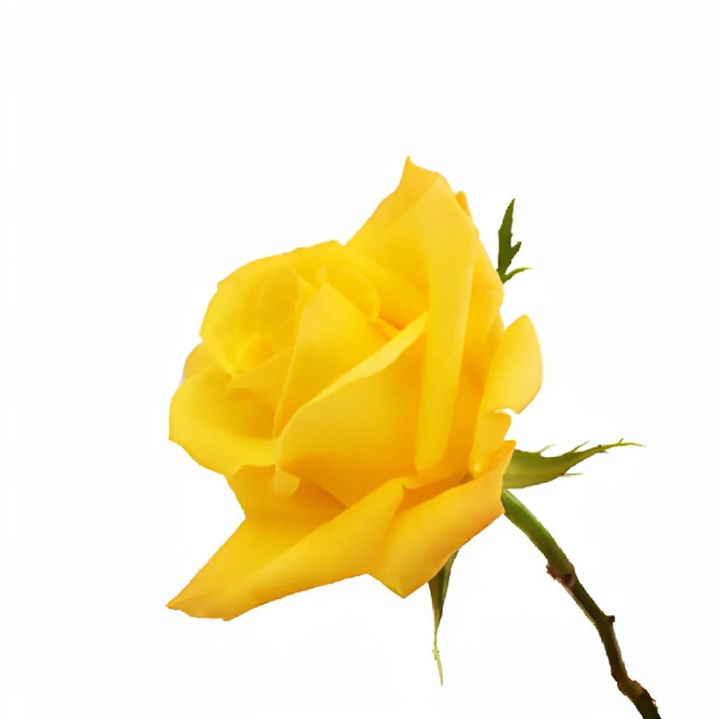 Skyline Roses Standard - alternative 3