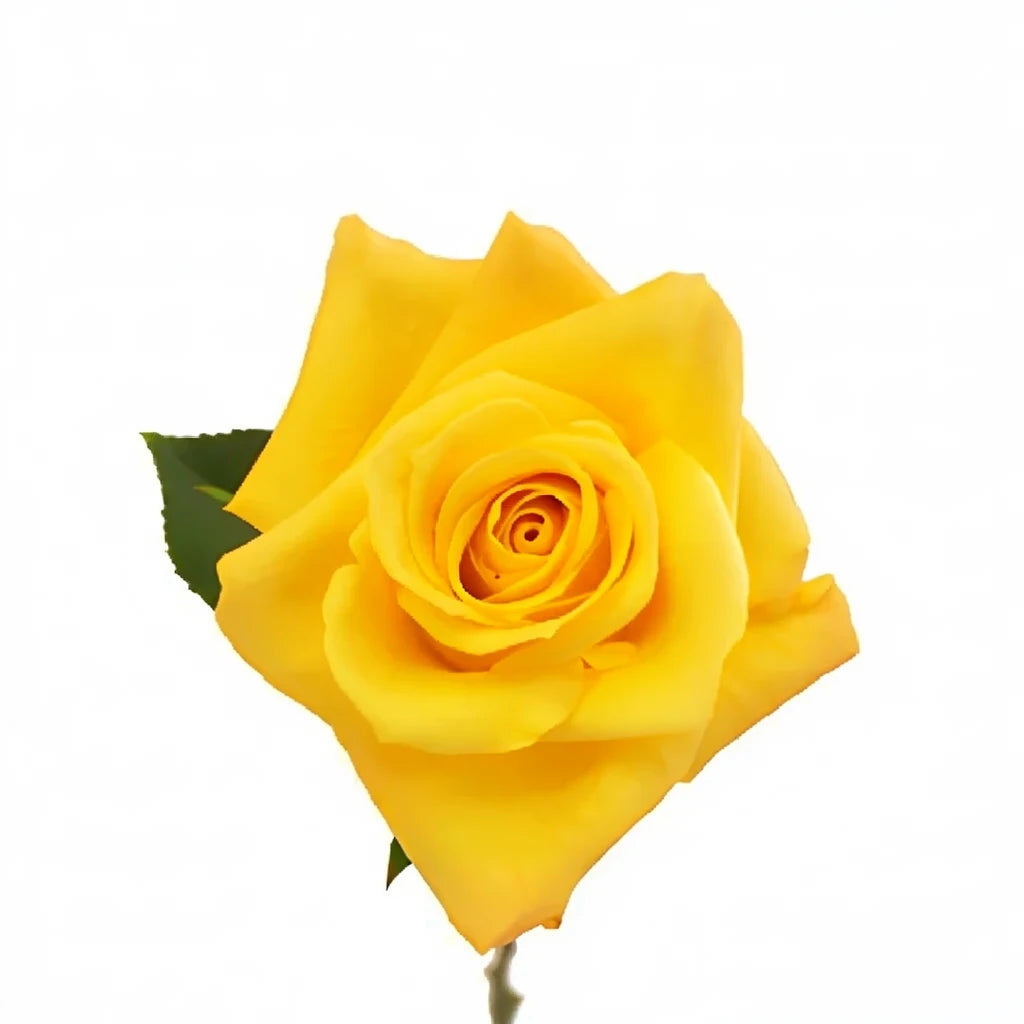 Skyline Roses Standard - main
