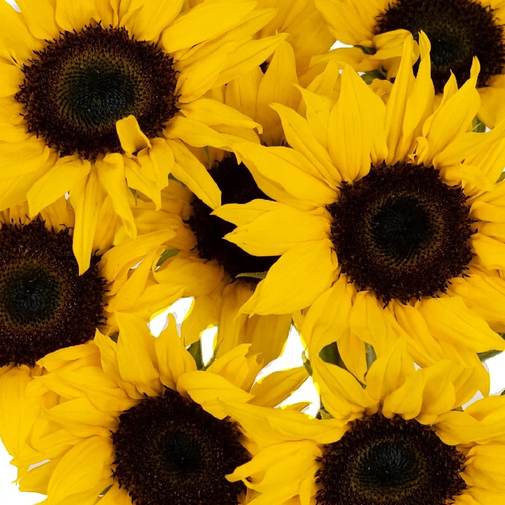 Medium Dark Center Sunflowers - Bicolor Yellow - alternative 2