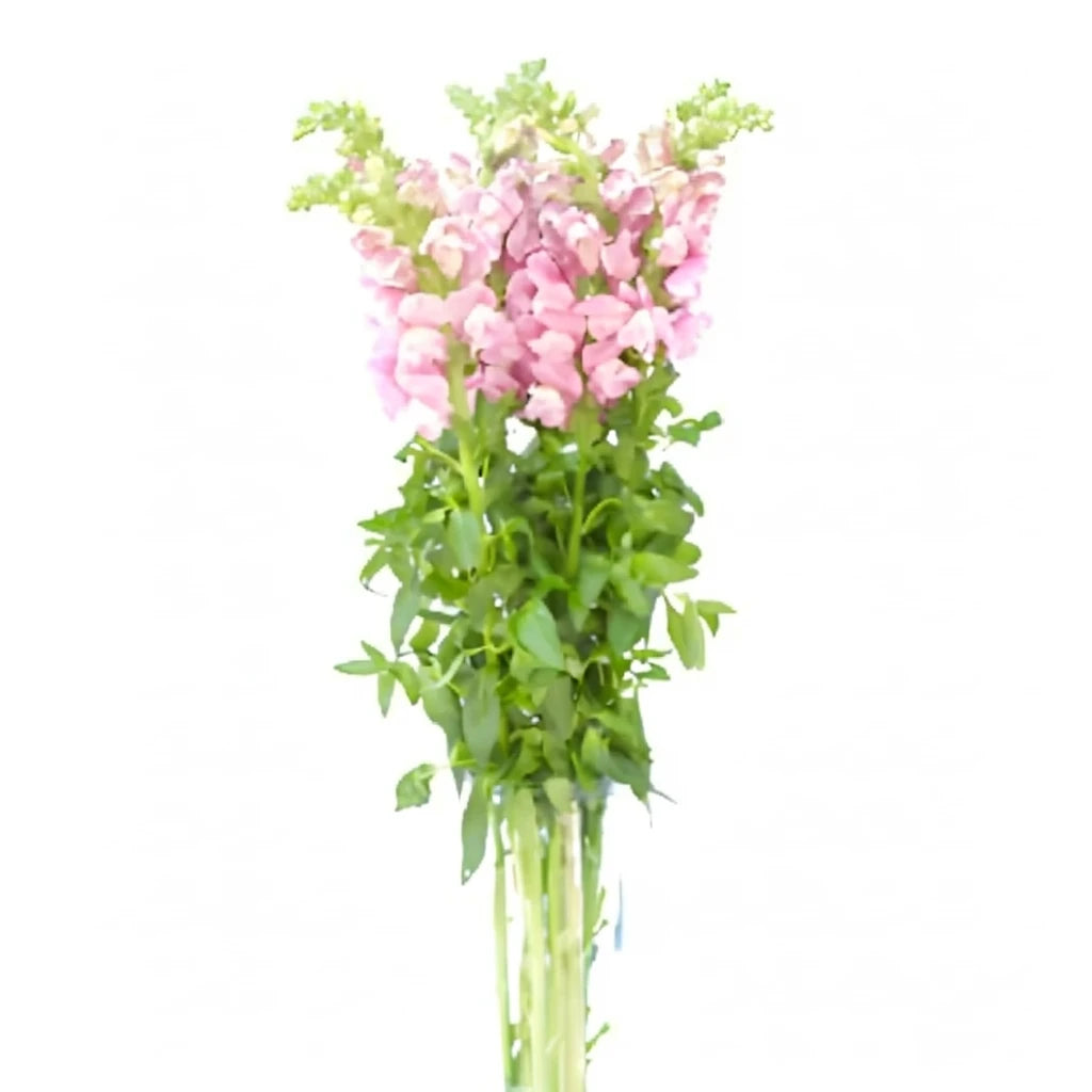 Lavender Snapdragons - main