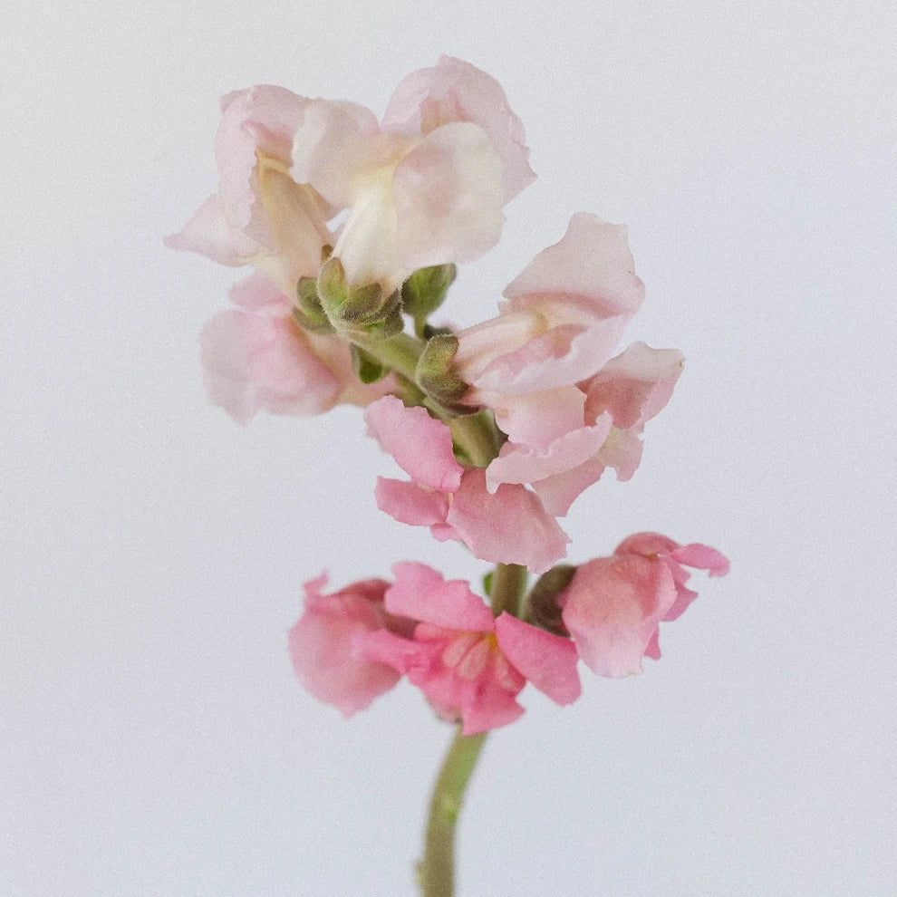 Pink Light Snapdragons - alternative 2