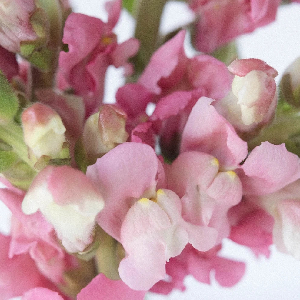 Pink Snapdragons - main