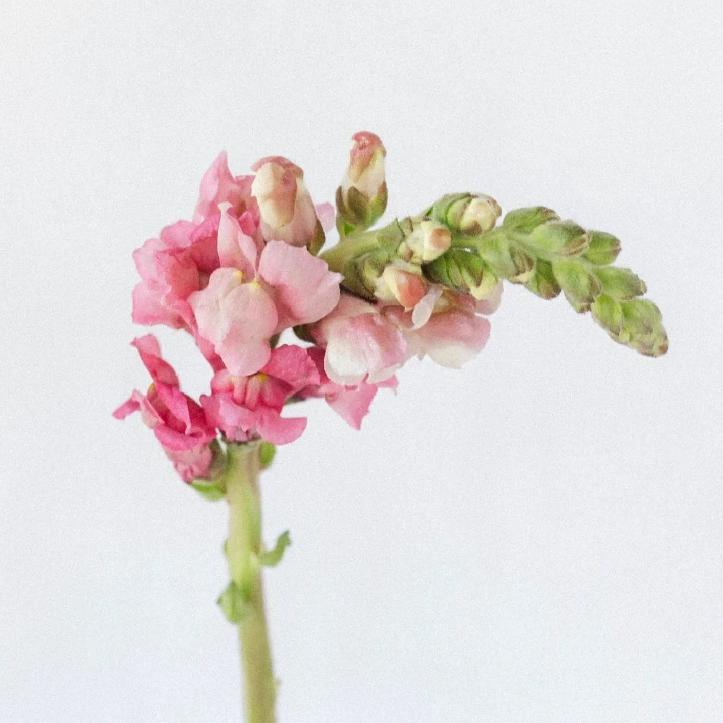 Pink Snapdragons - alternative 2