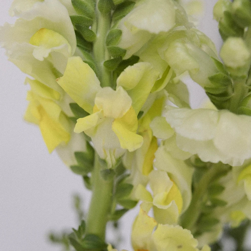 Yellow Snapdragons - alternative 1