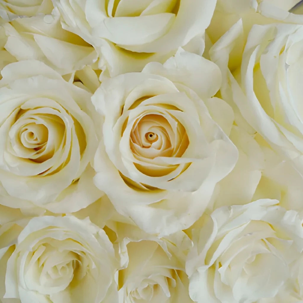 Snow Bliss Roses Standard - alternative 2
